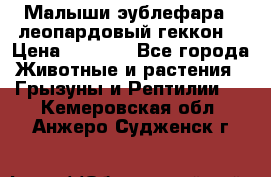 Малыши эублефара ( леопардовый геккон) › Цена ­ 1 500 - Все города Животные и растения » Грызуны и Рептилии   . Кемеровская обл.,Анжеро-Судженск г.